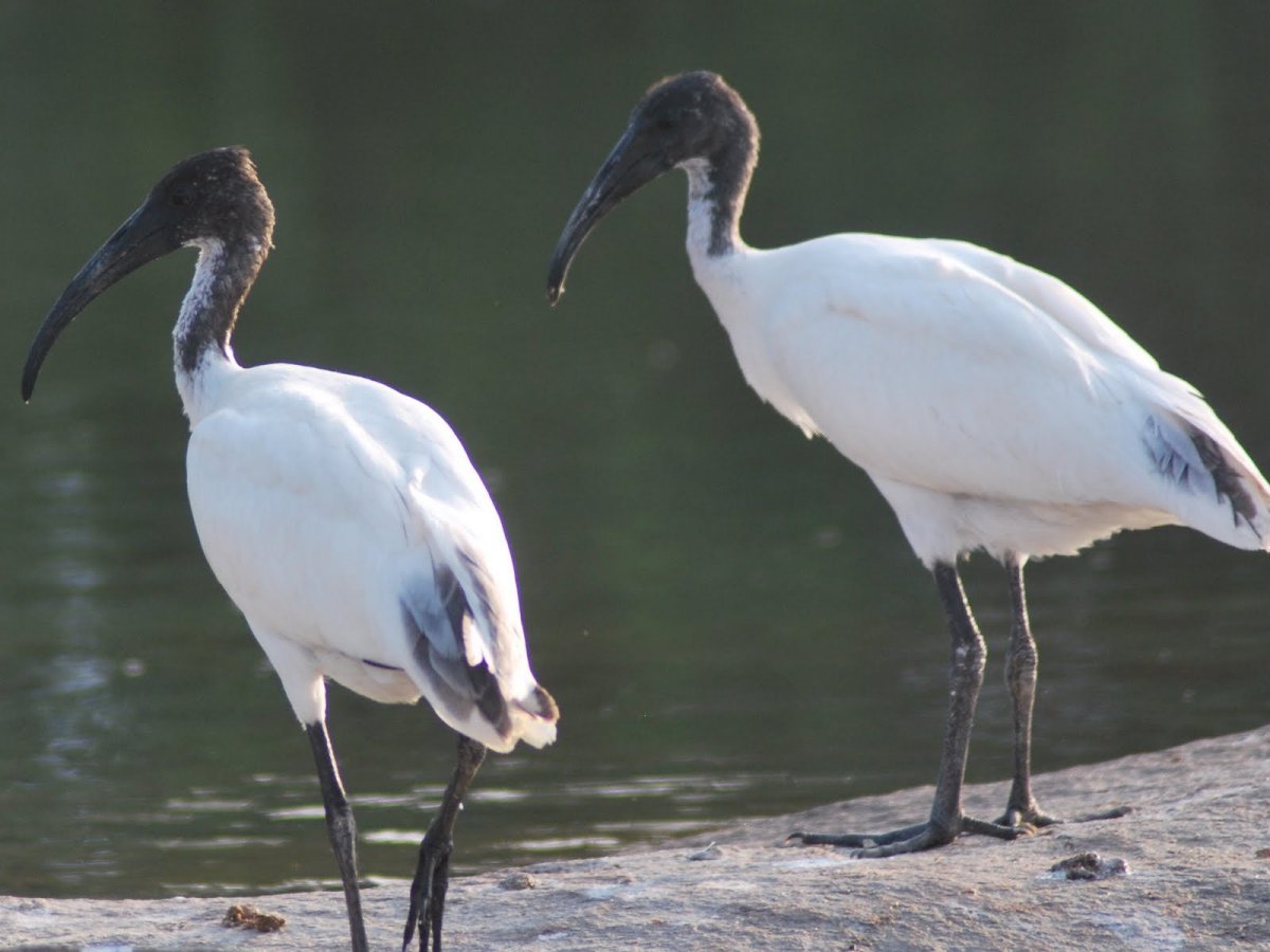 Красный Ибис Египет