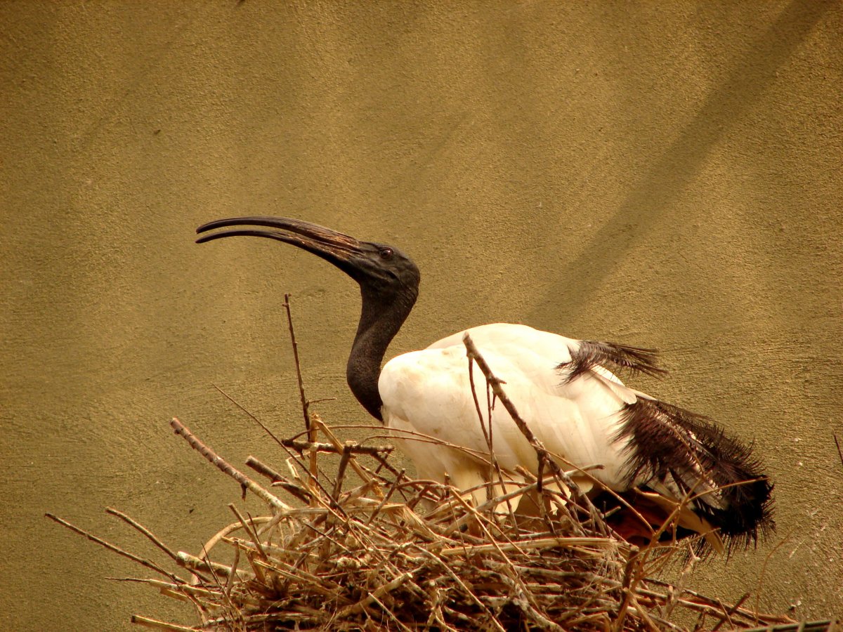 Египетская богиня Исида