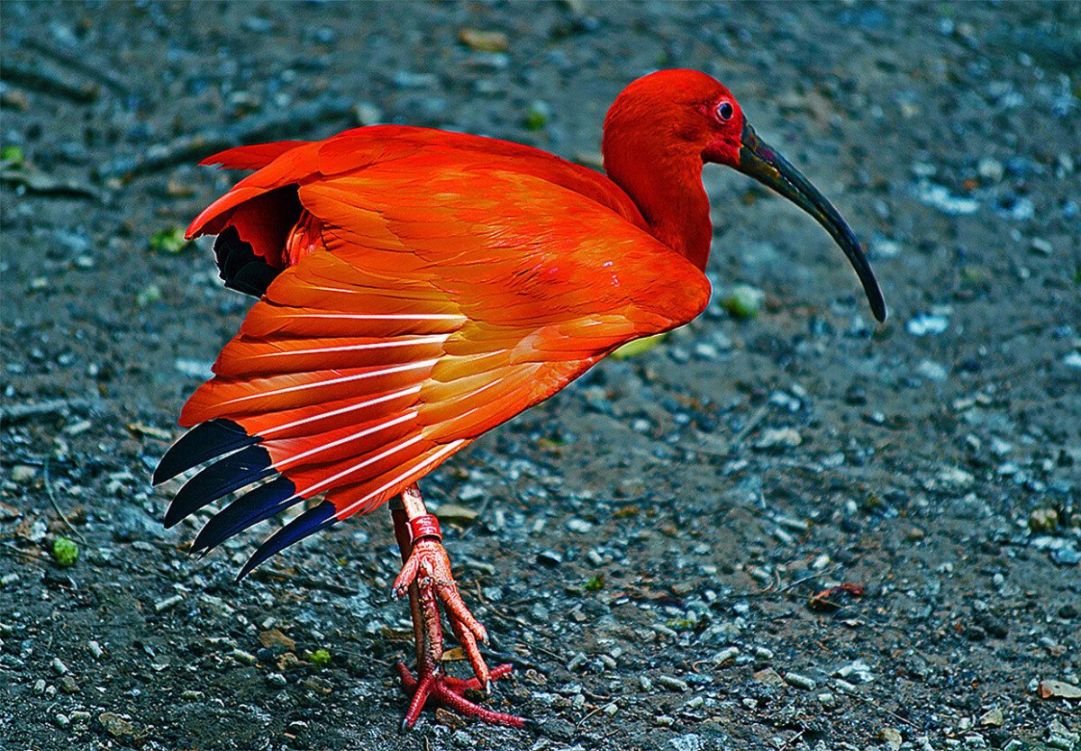 Птица Ибис Южная Америка