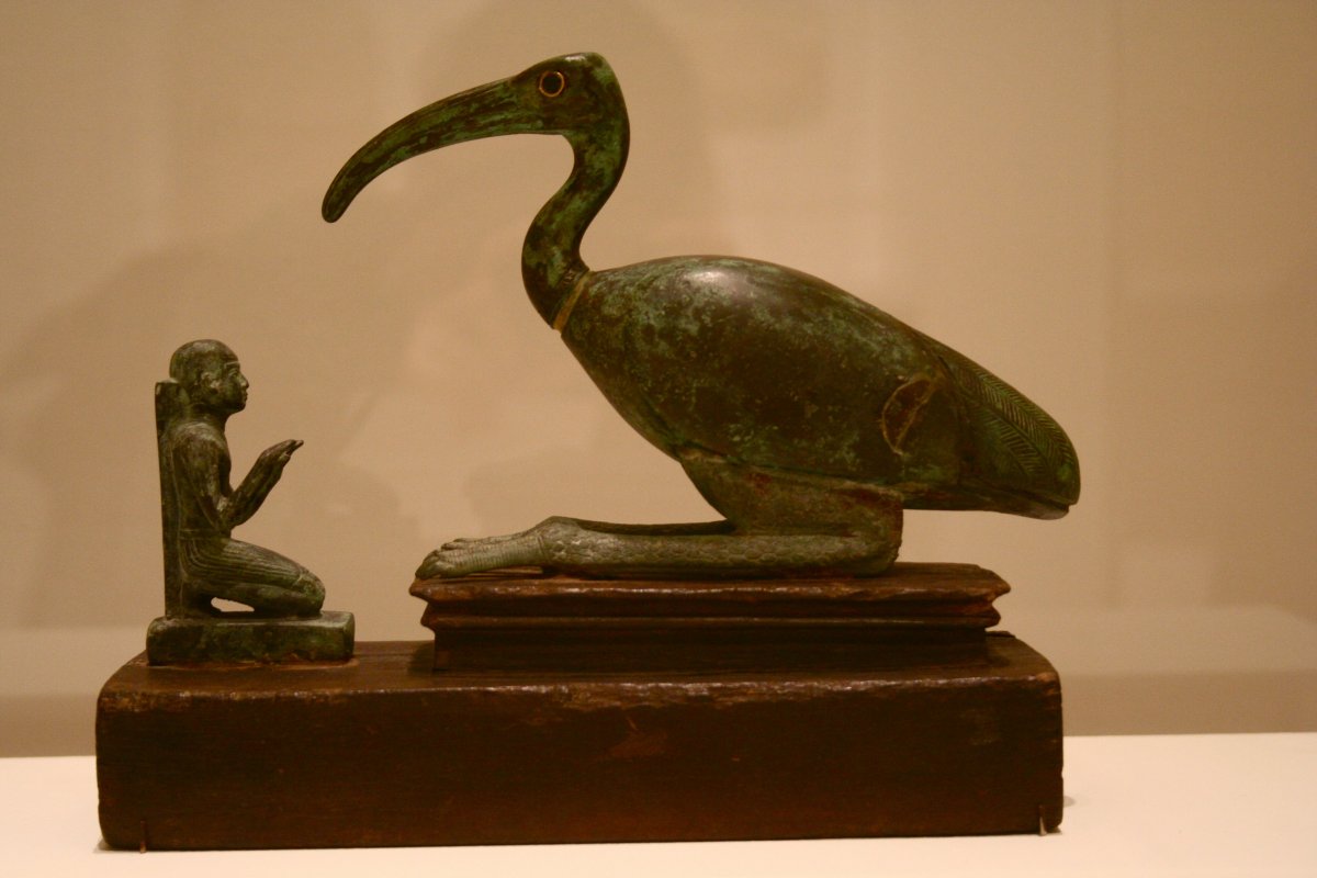 Священный Ибис птица