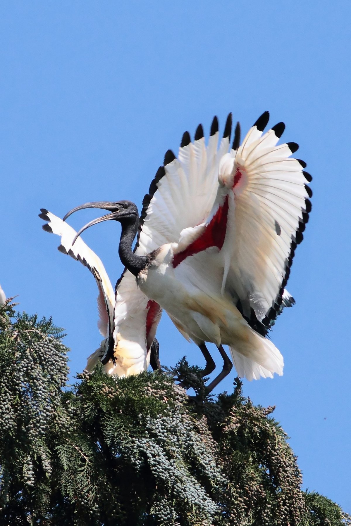Птица Ибис в Хургаде