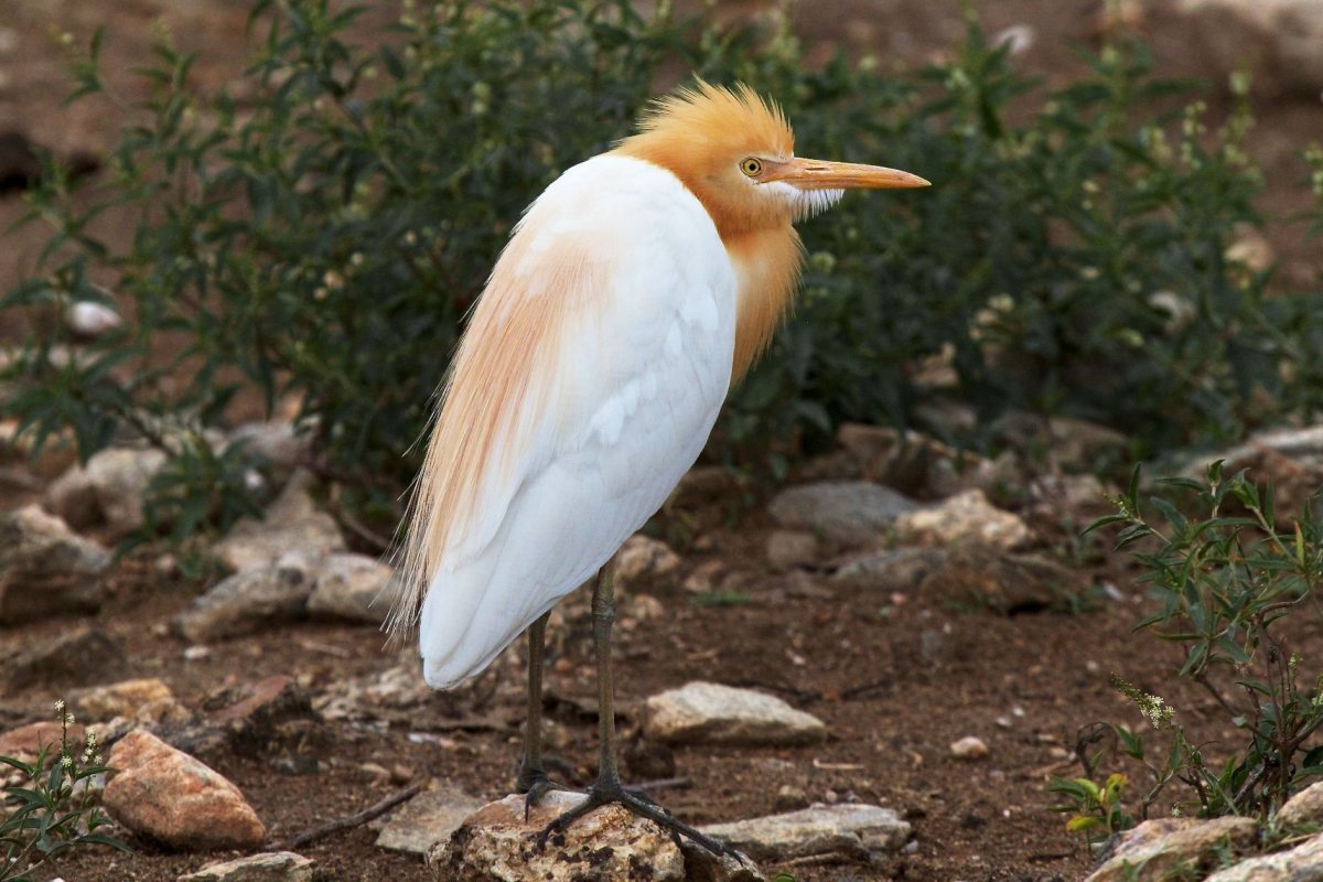 Орнамент древнего Египта Сокол
