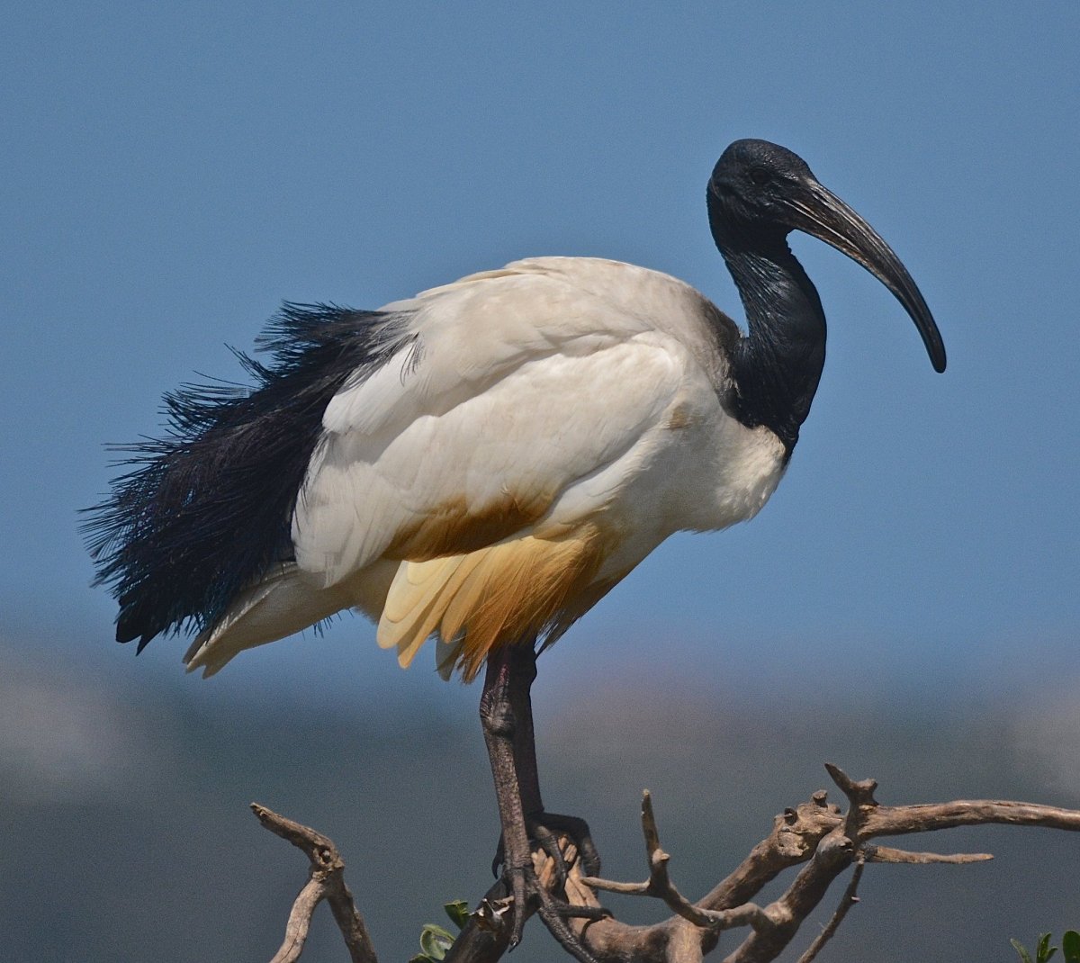 Птица Ибис в древнем Египте