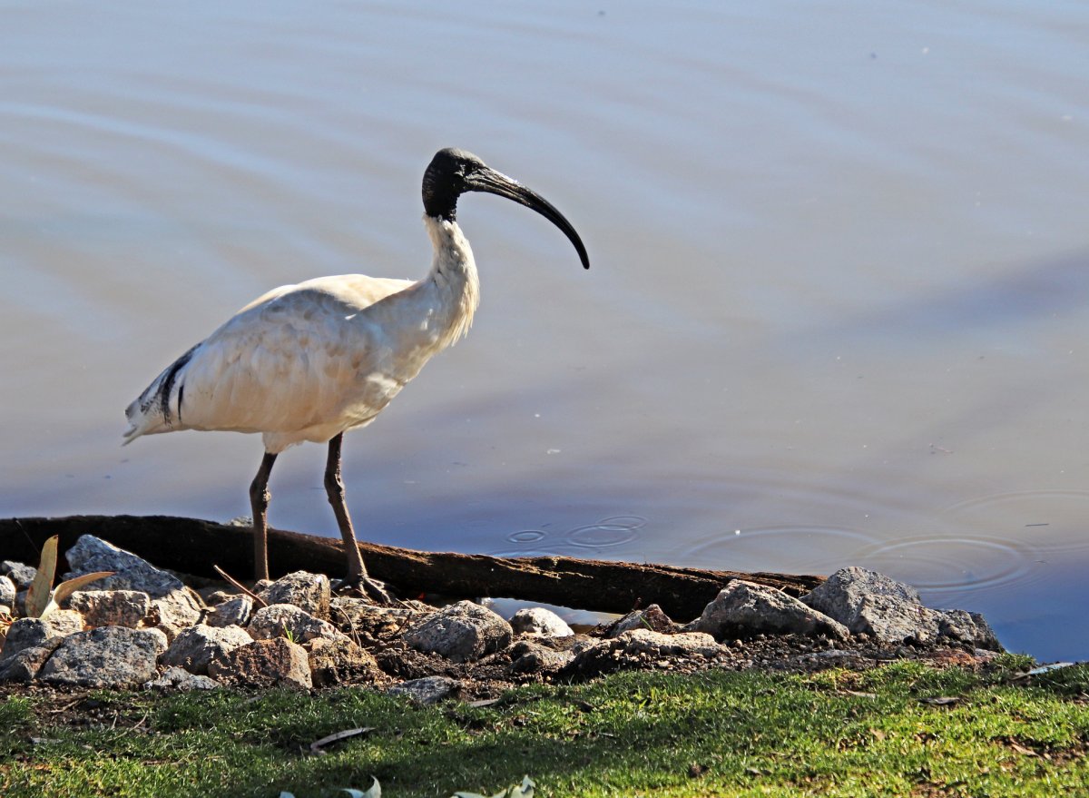 Ибис птица Египет