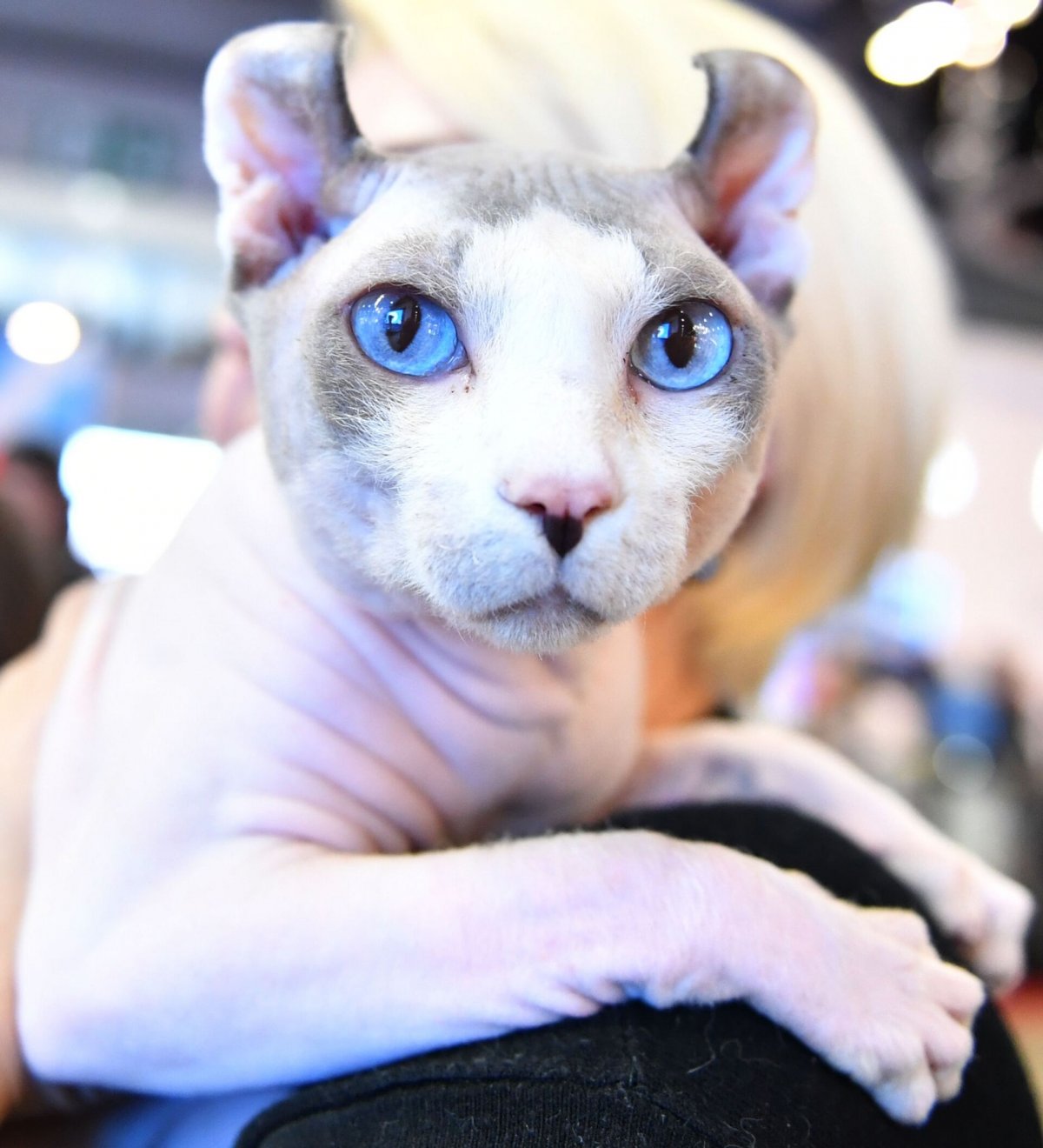 Эльф кошка на белом фоне