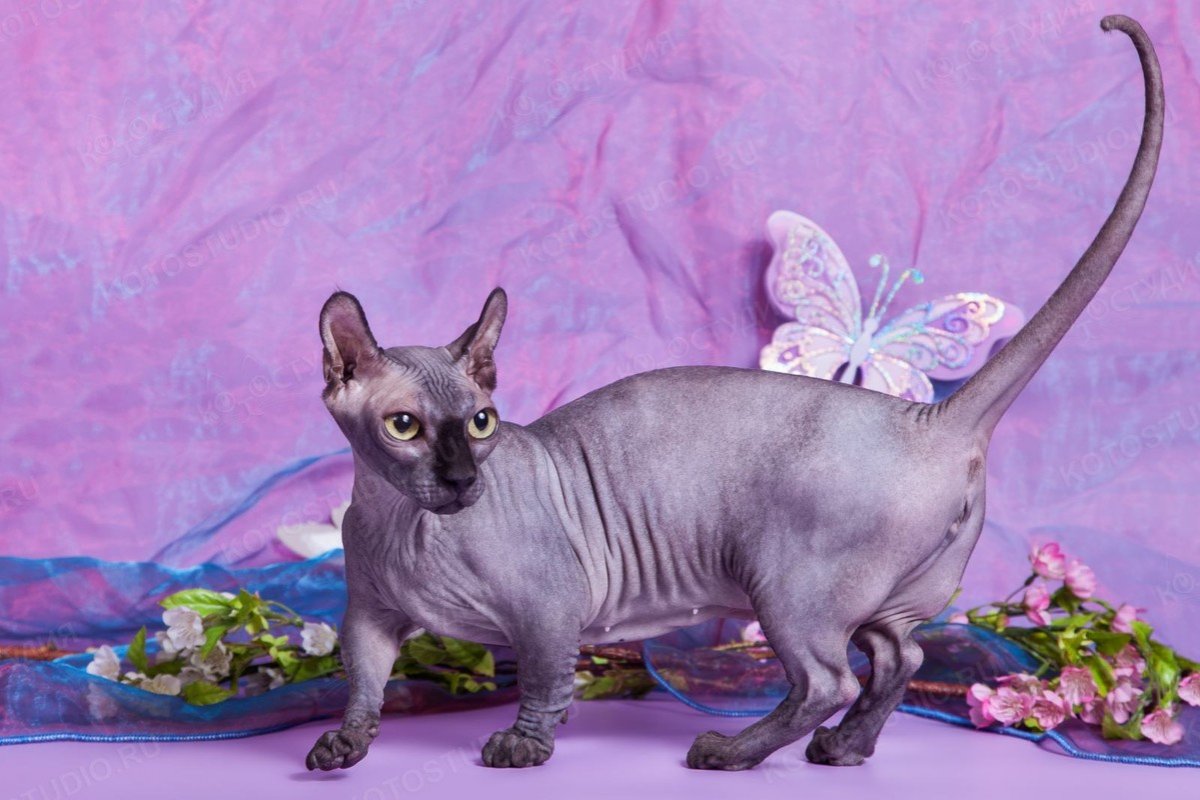 Сфинкс браш табби