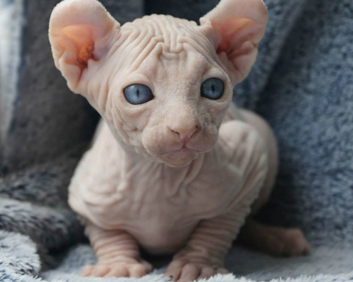 Девон рекс шерсть