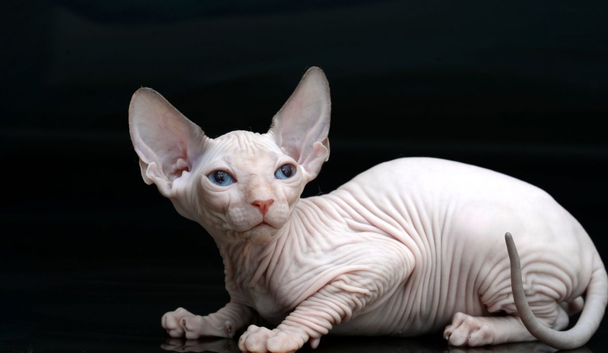 Канадский сфинкс шерстяной