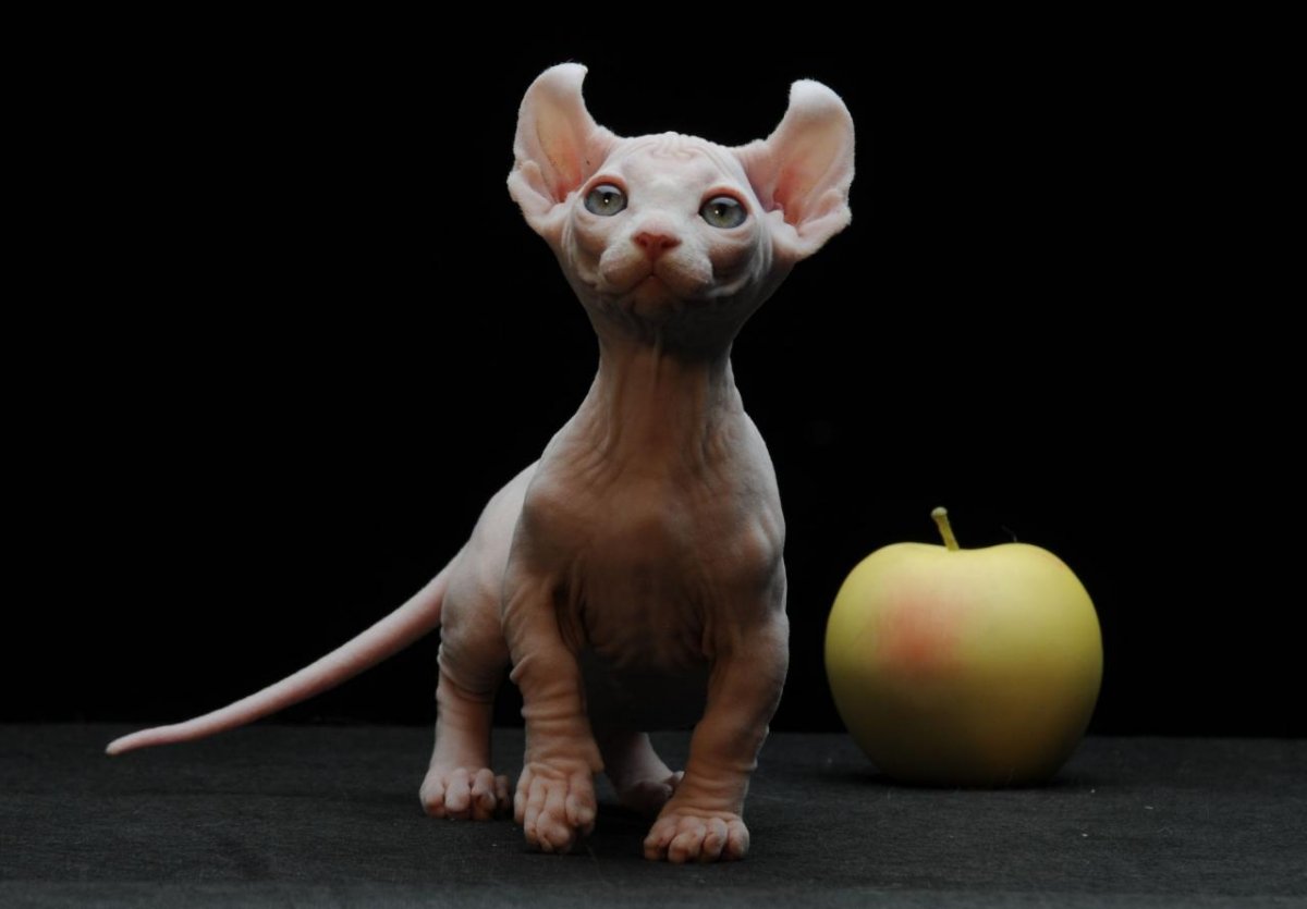 Коты похожие на эльфов