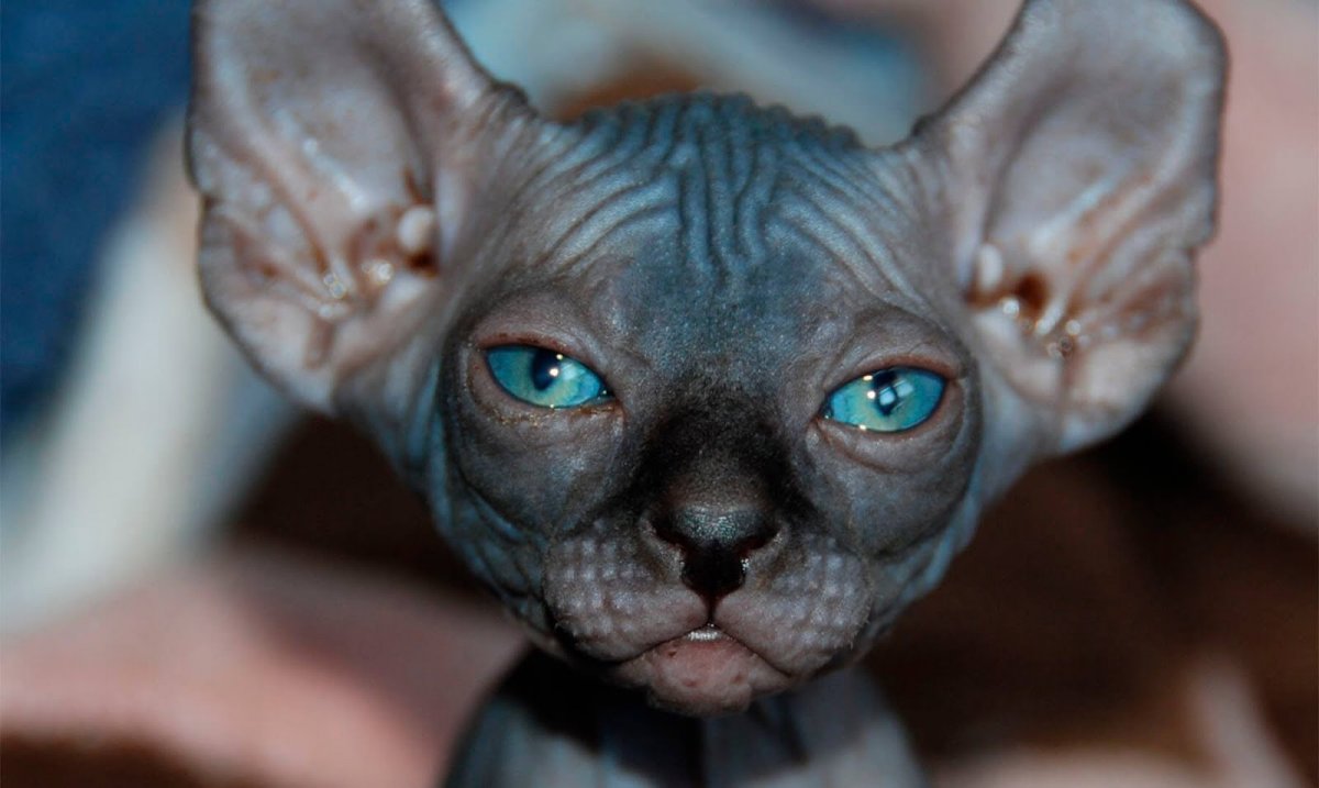 Канадский сфинкс Эльф