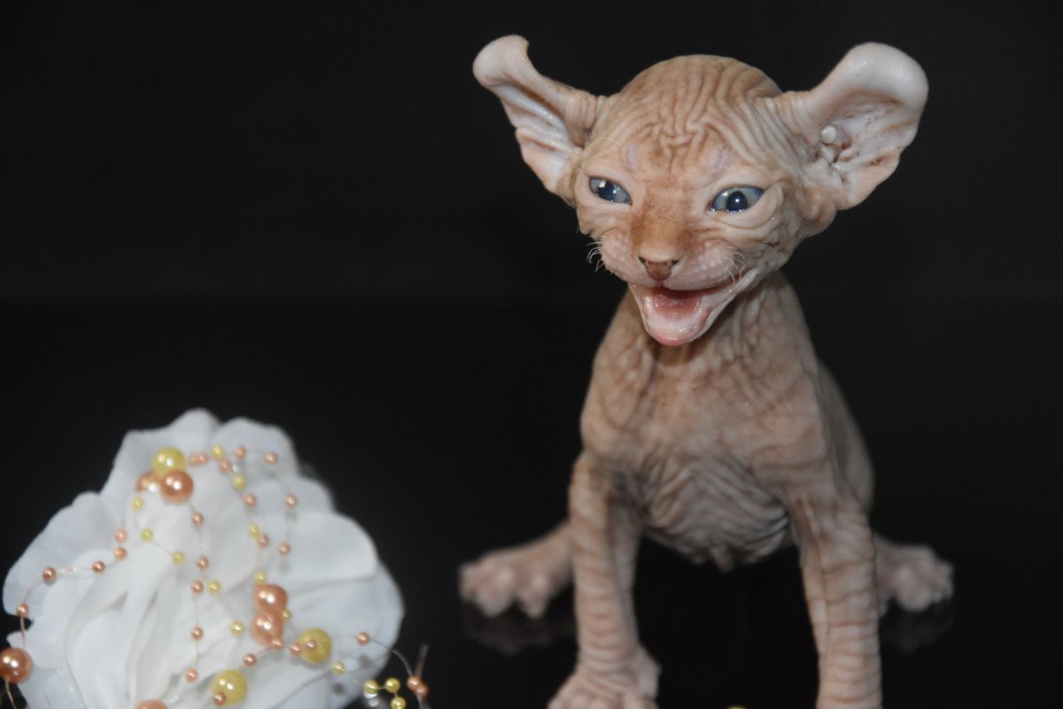 Кот Джуно порода