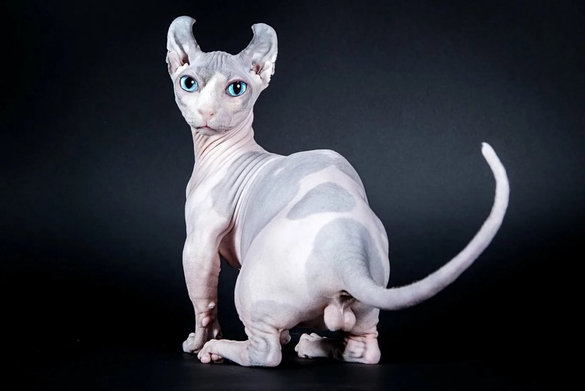 Эльф браш канадский сфинкс