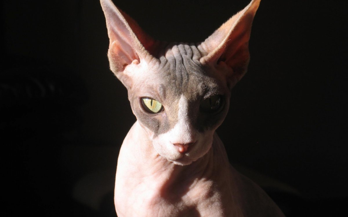 Сфинкс порода кошек Эльф