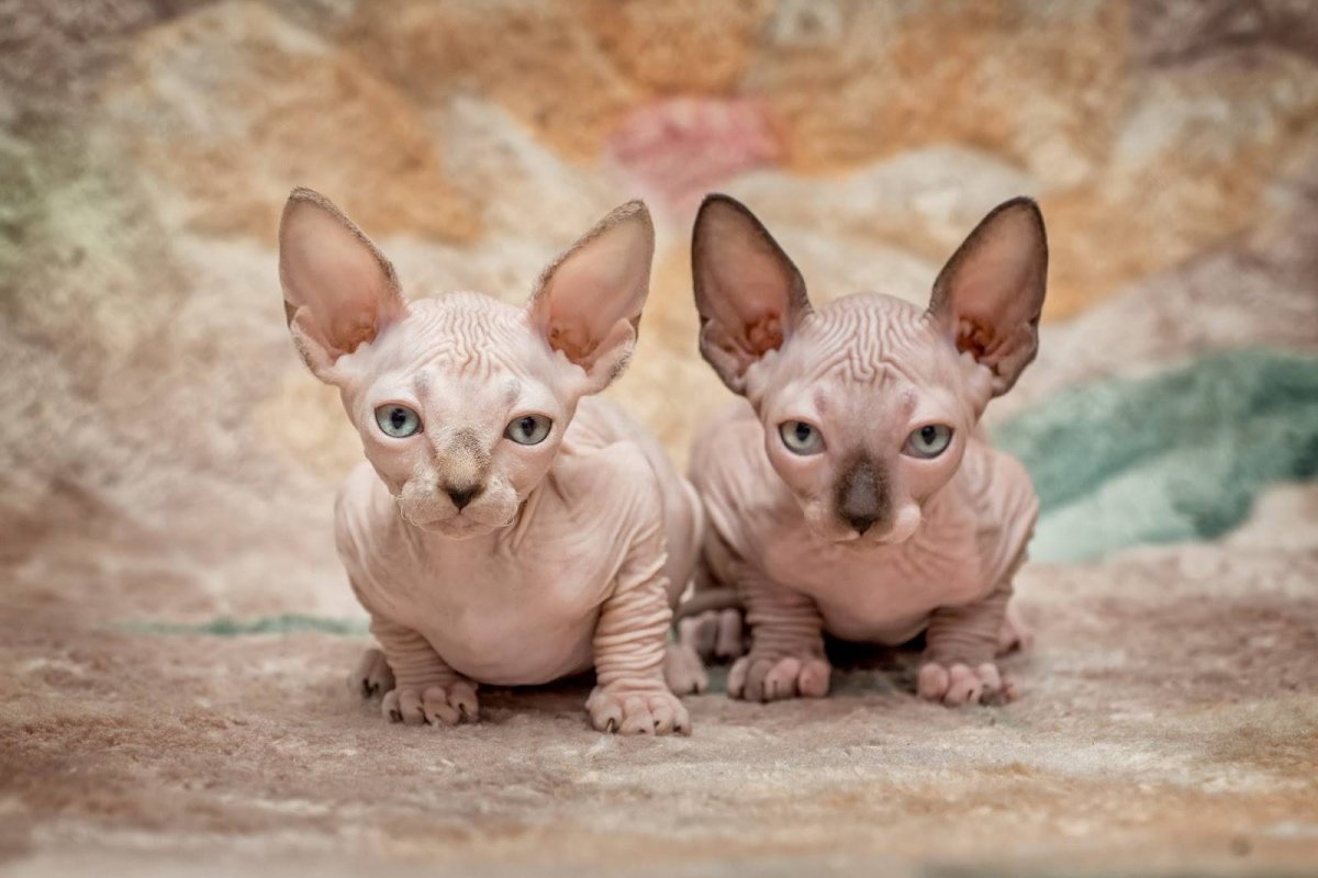 Канадский сфинкс кошка