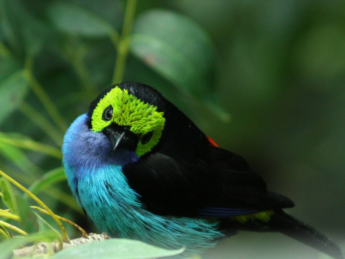 Зеленая птица с красным клювом