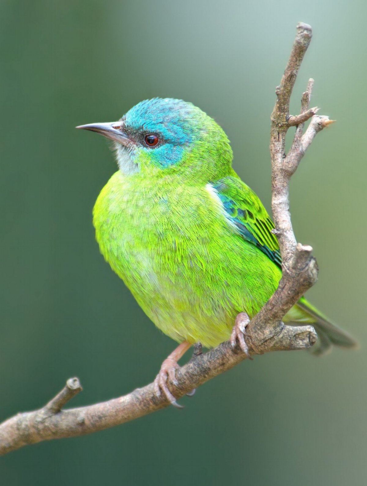 Изумрудный скворец