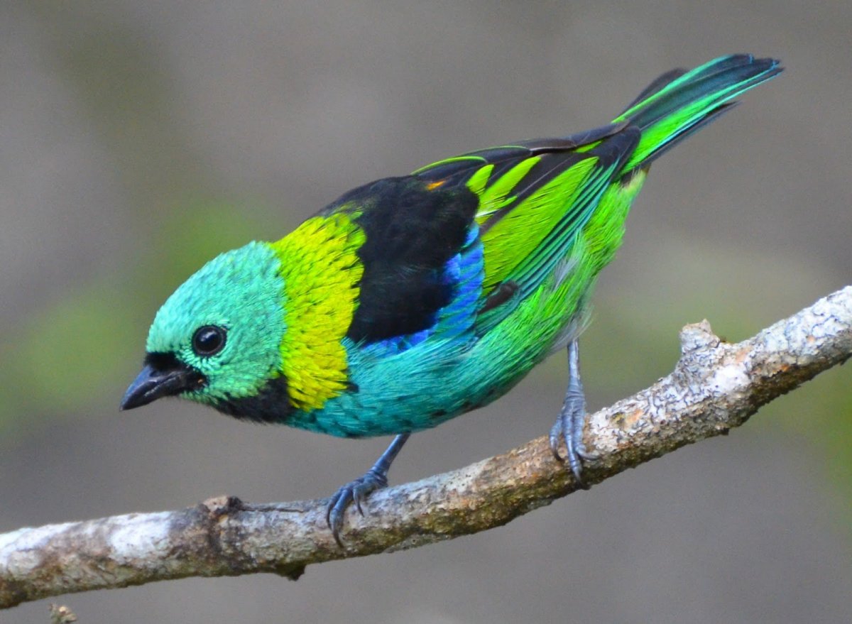 Зеленая птичка