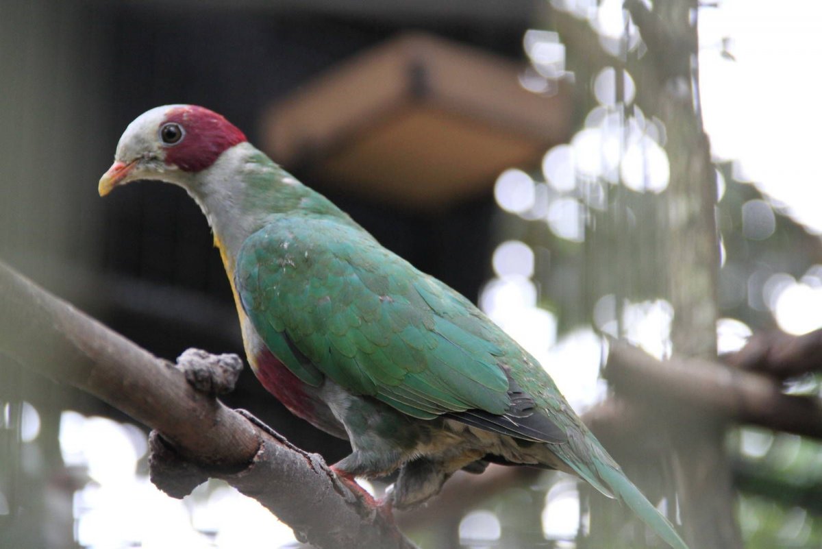 Зеленая ширококлювка