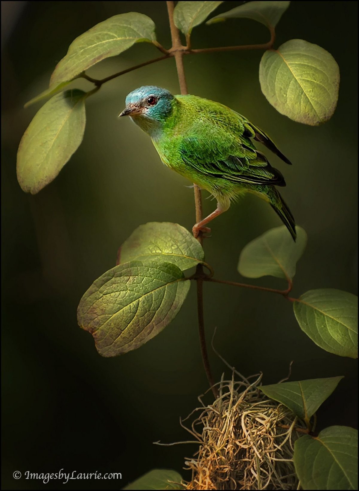 Гваделупский Квезаль