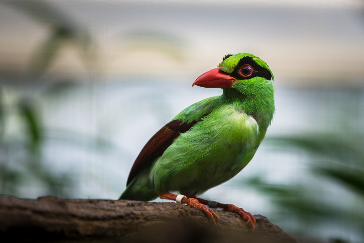 Красивые зеленые птицы