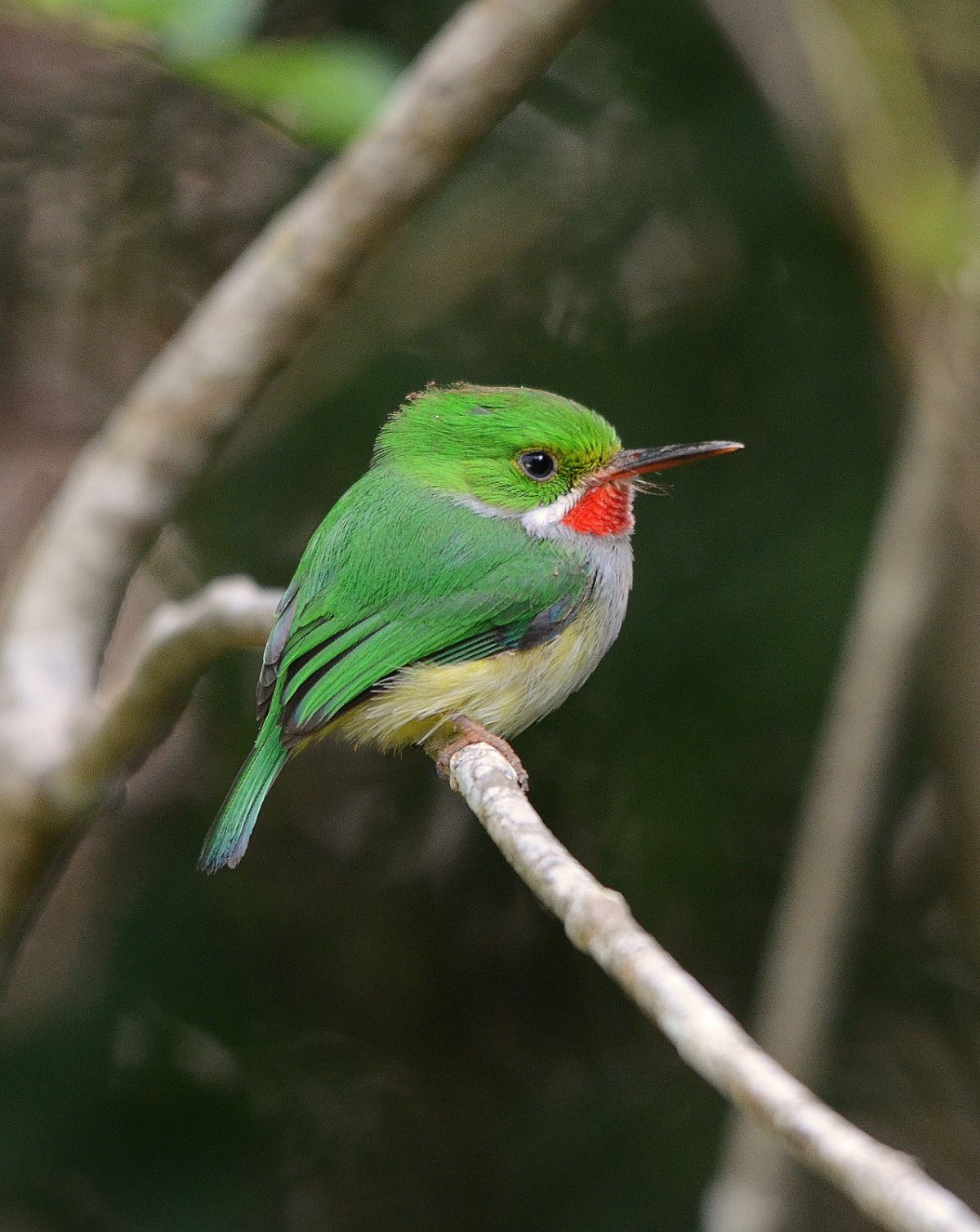 Зеленоголовая танагра