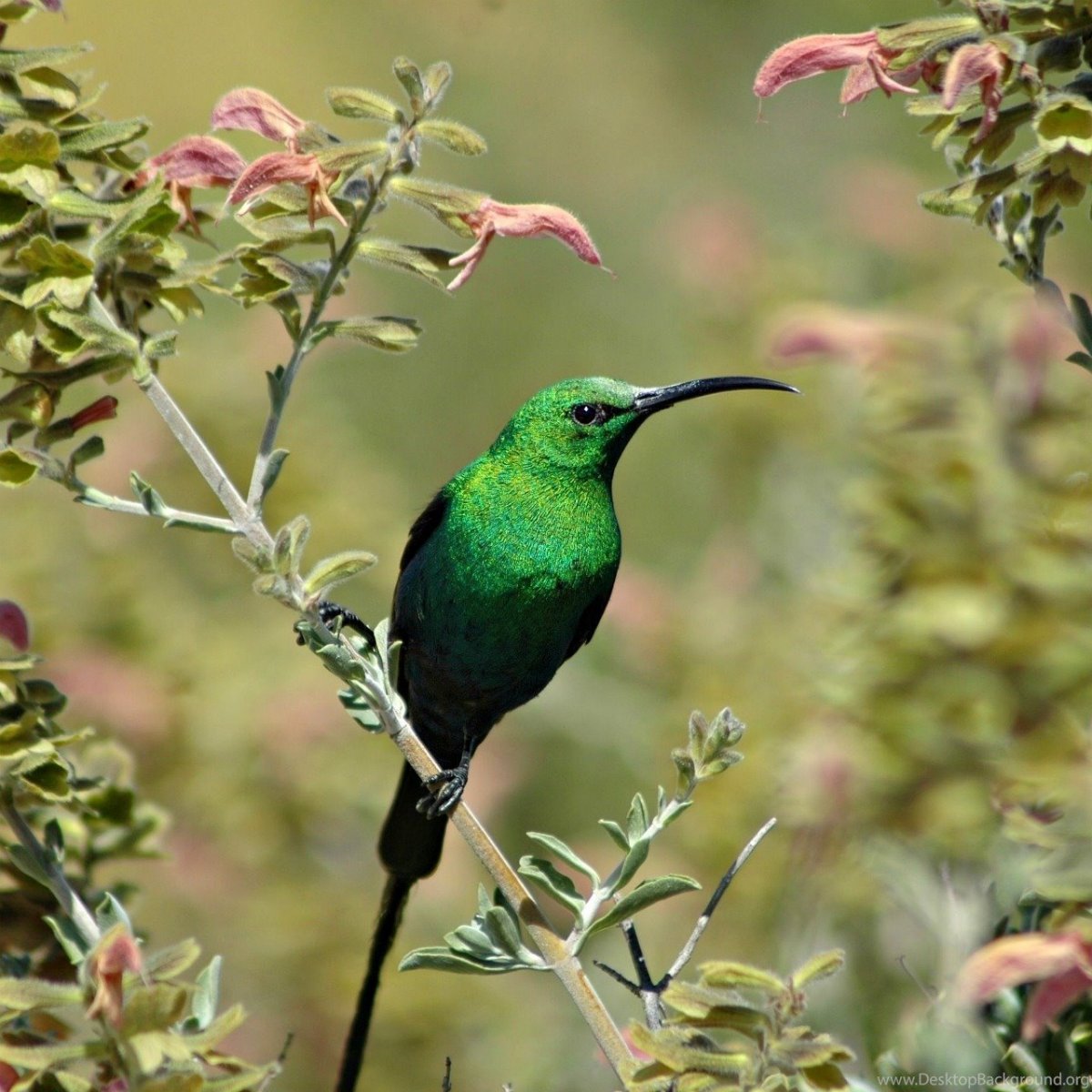 Красноухая цветная танагра