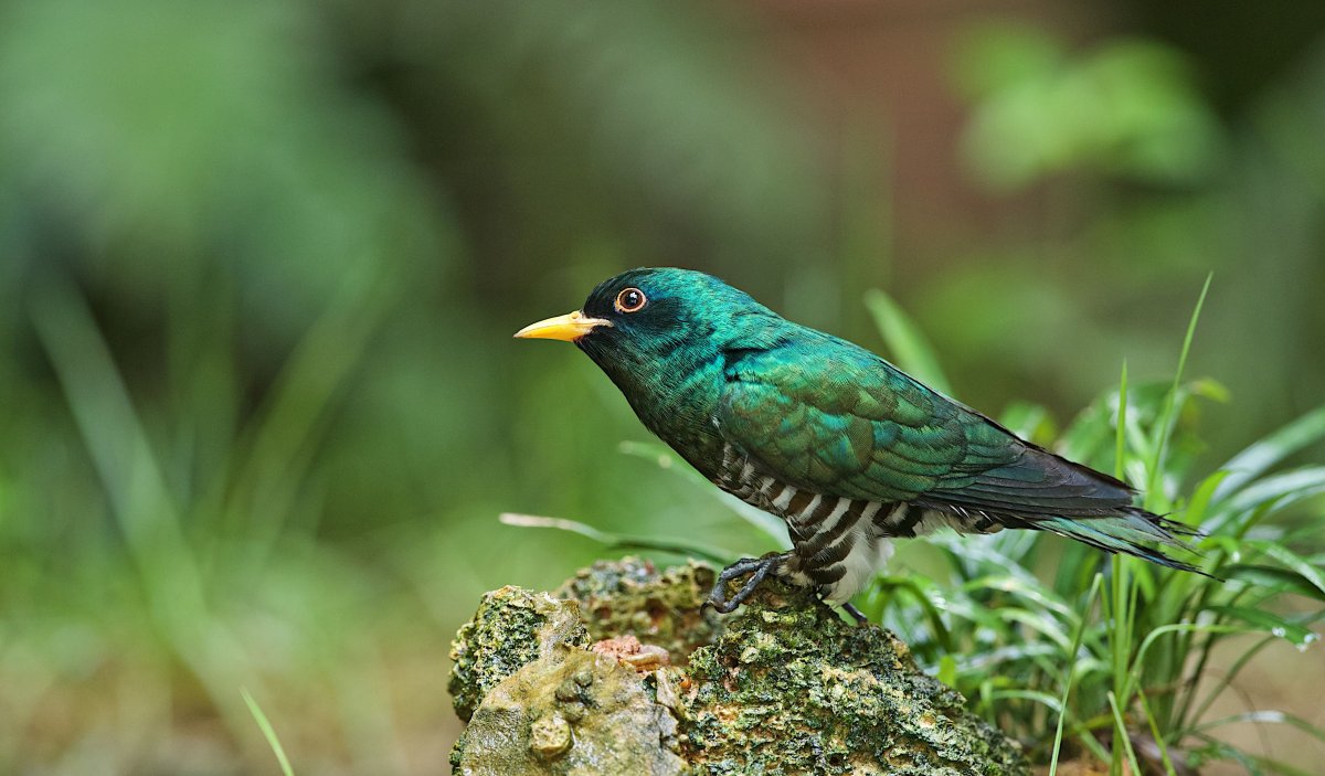 Зеленые обои с птичками