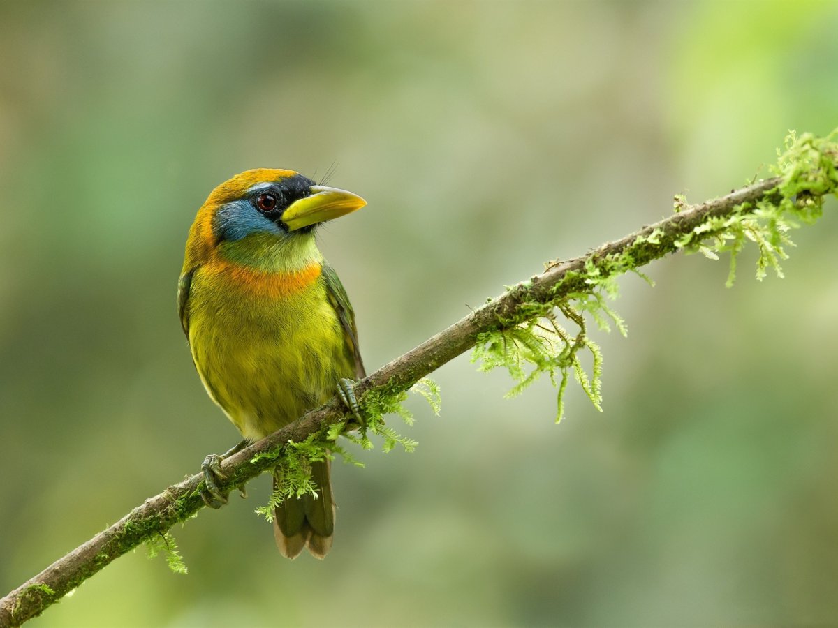 Китайская цисса