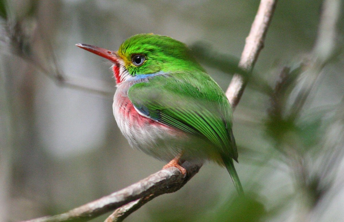 Серо-зеленая птица