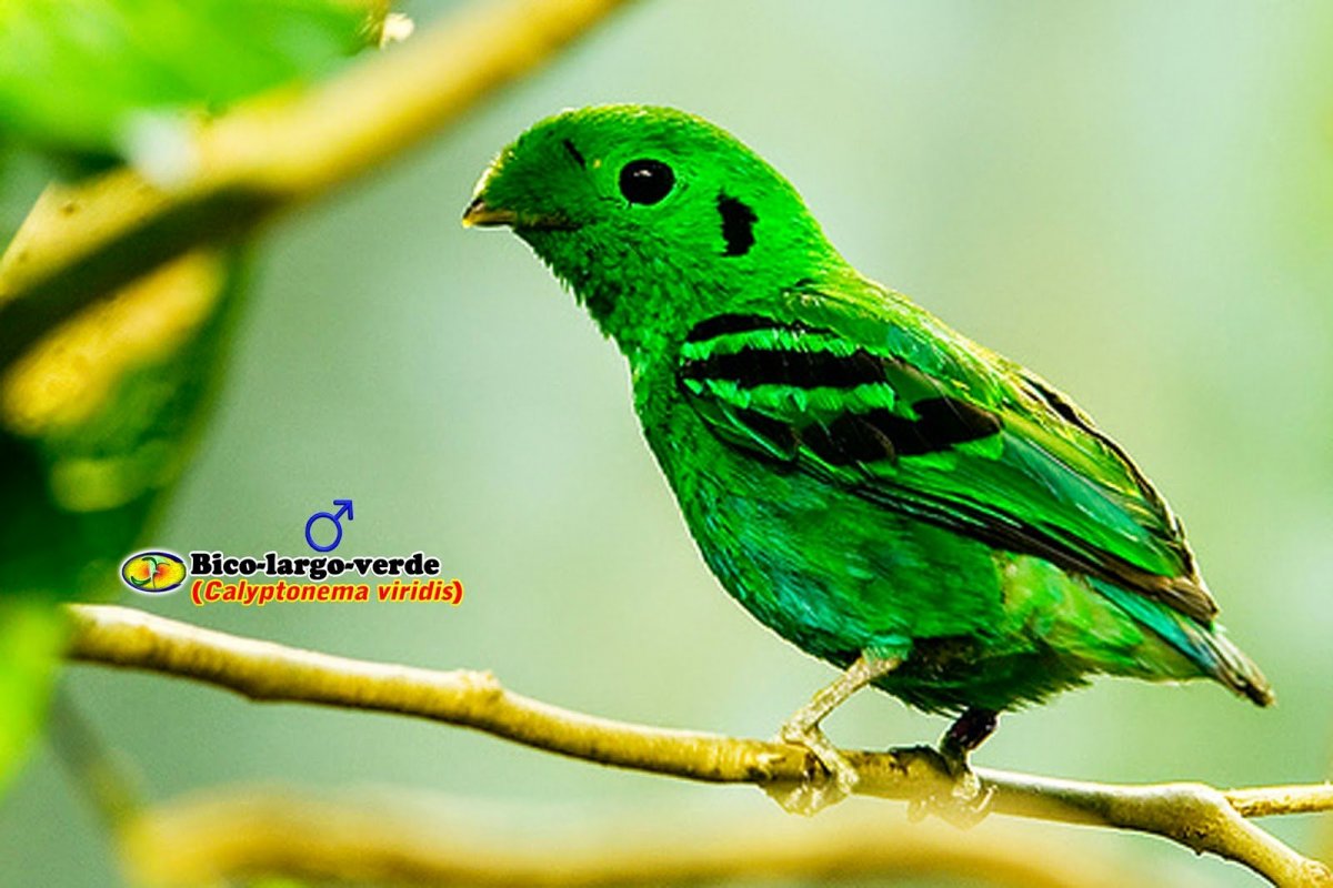 Синебрюхий зелёный рогоклюв