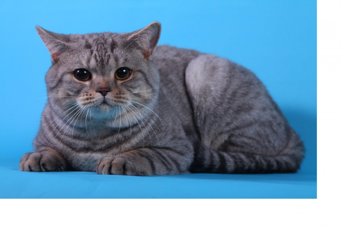 Шотландский кот прямоухий коричневый