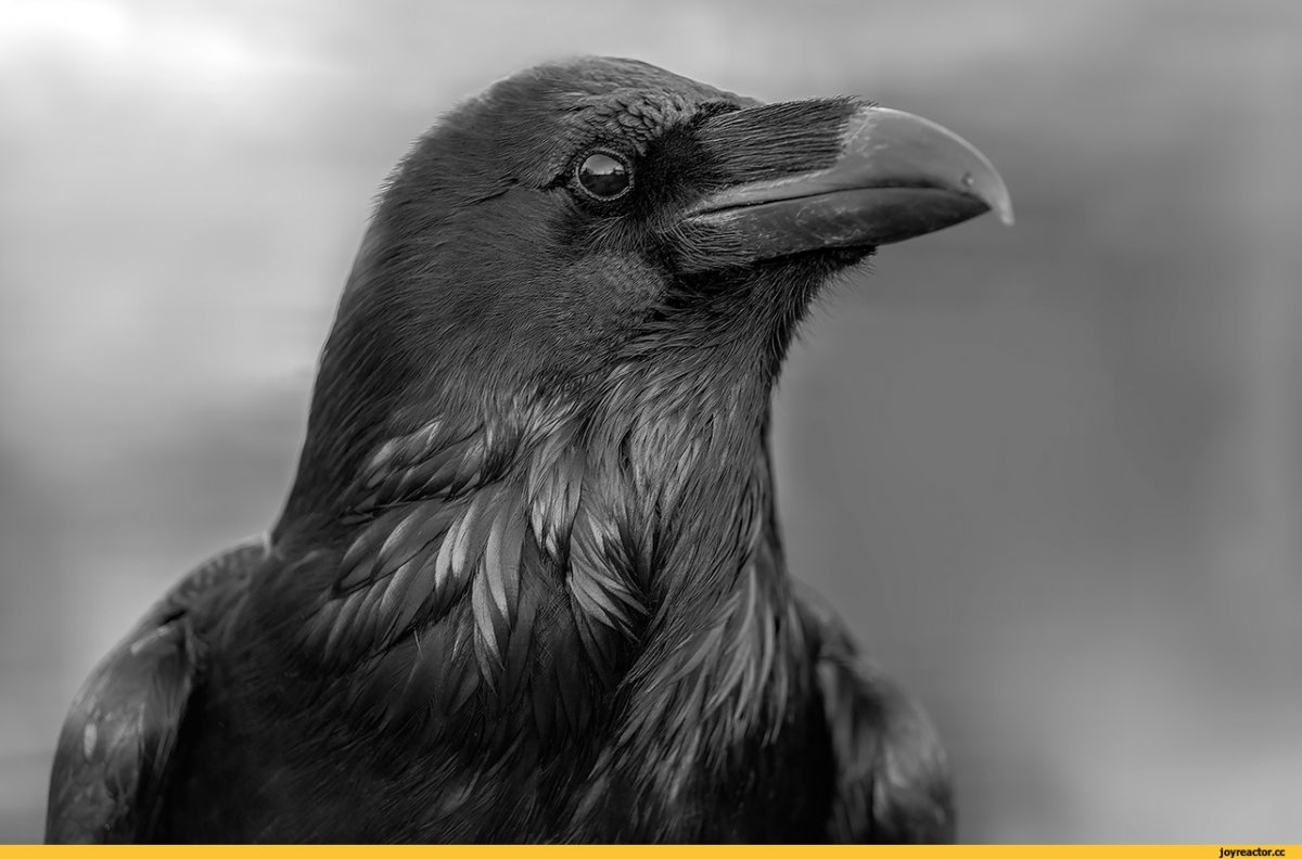 Голубь черно белый