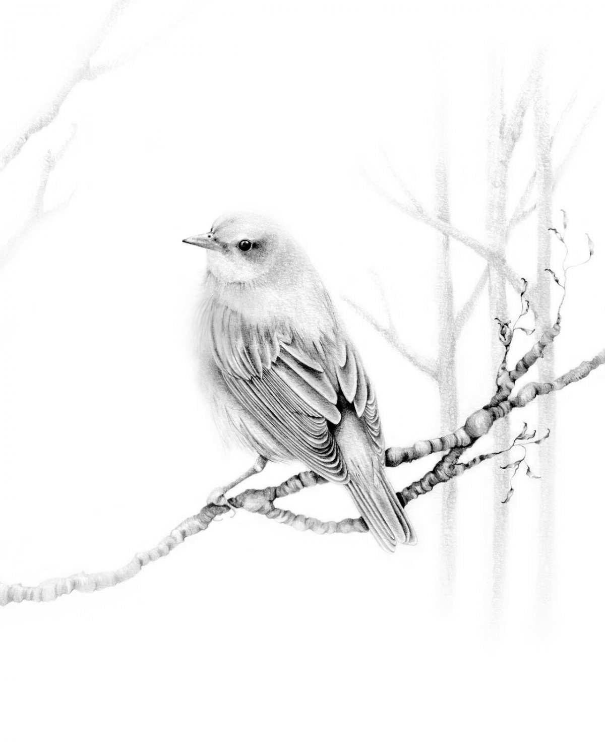 Jake Weidmann каллиграфия