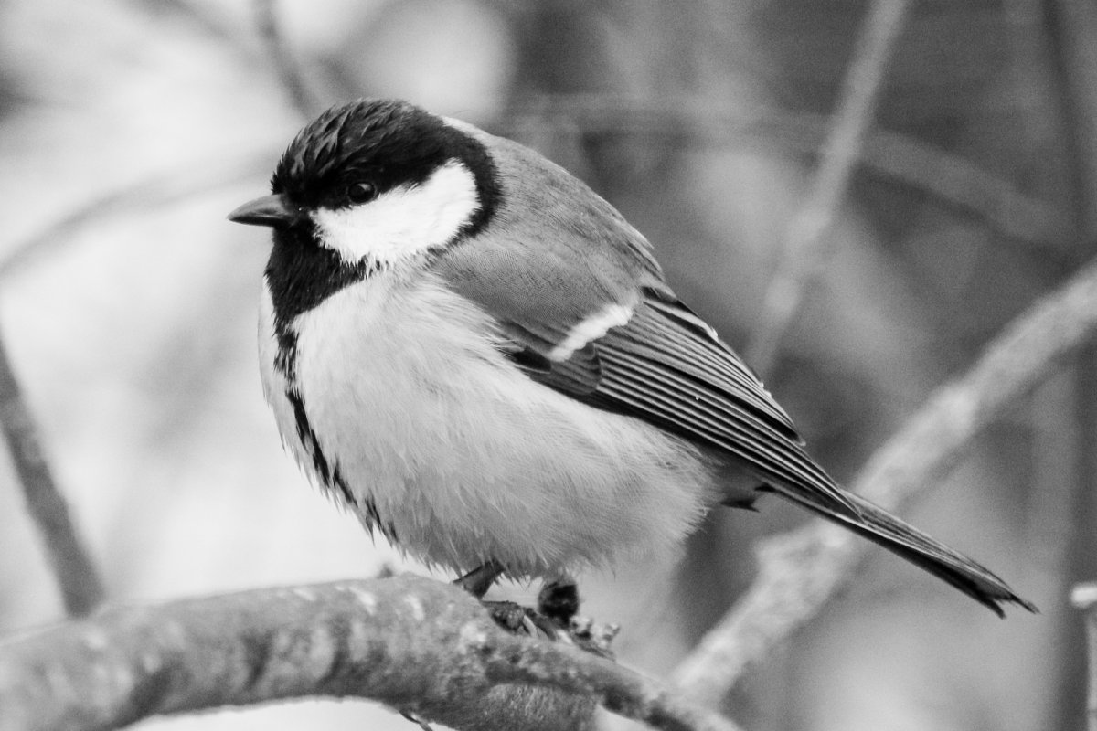 Орнамент птицы