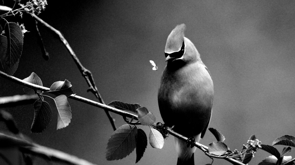 Птица черно белая