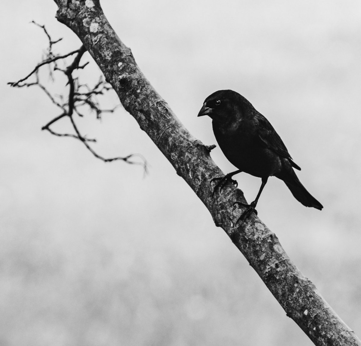 Птица вектор