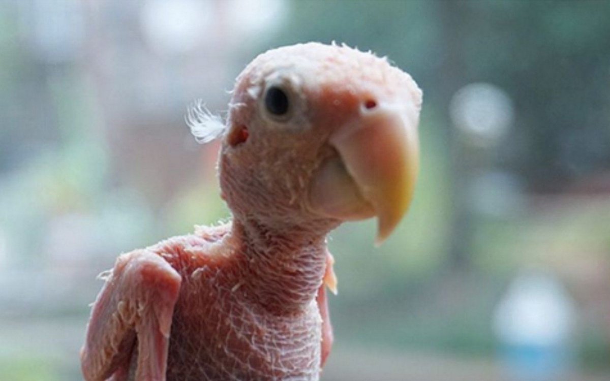 Попугай без перьев