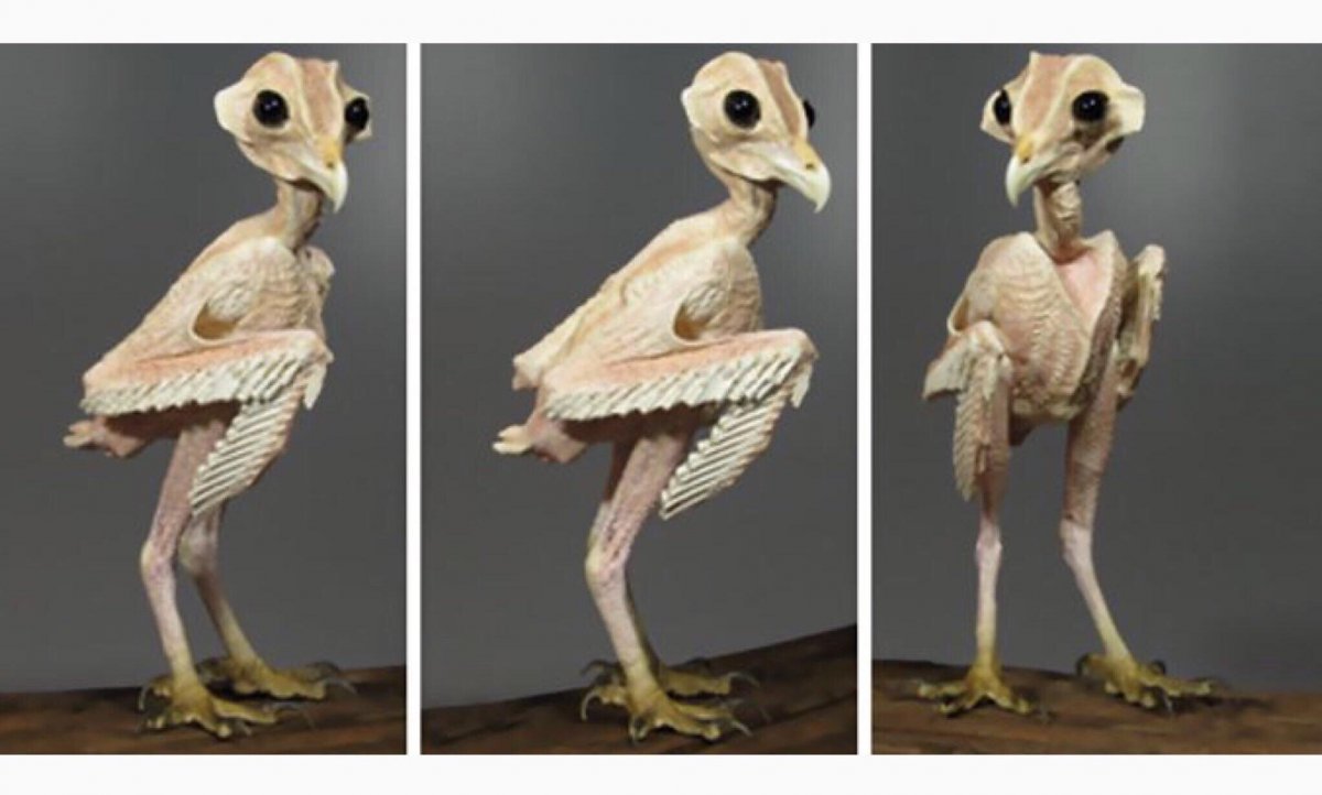 Как выглядит Сова без перьев