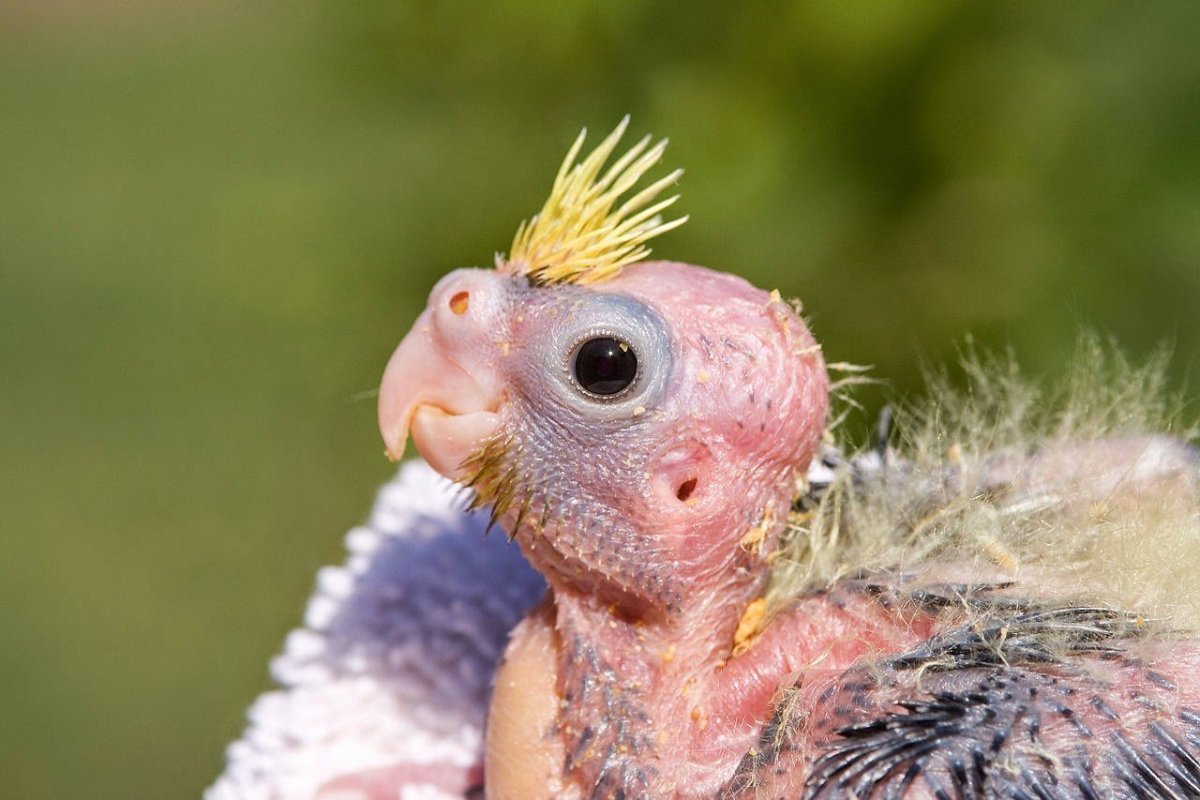 Голошейки порода кур яйца