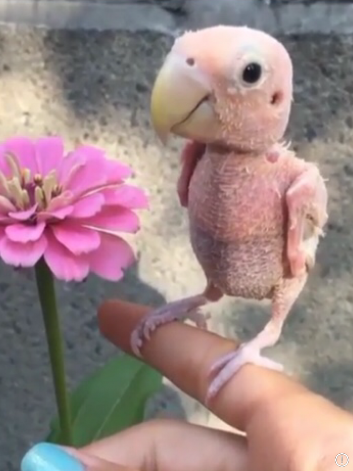 Птенцы попугая Какаду