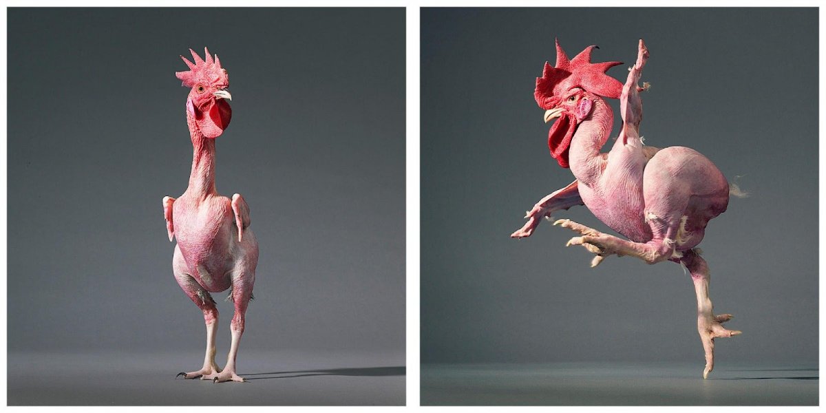 Куриный попугай