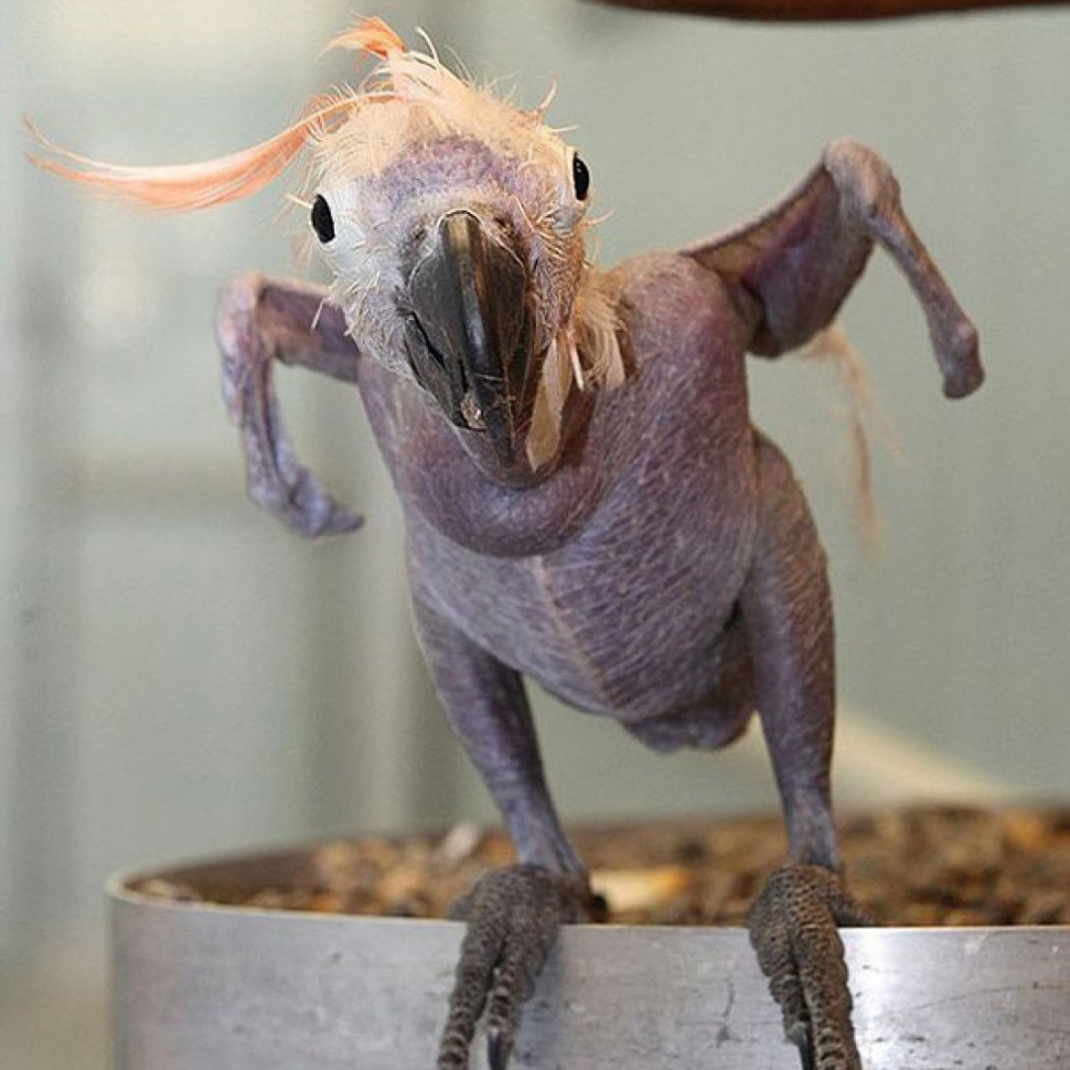 Лысый птенец