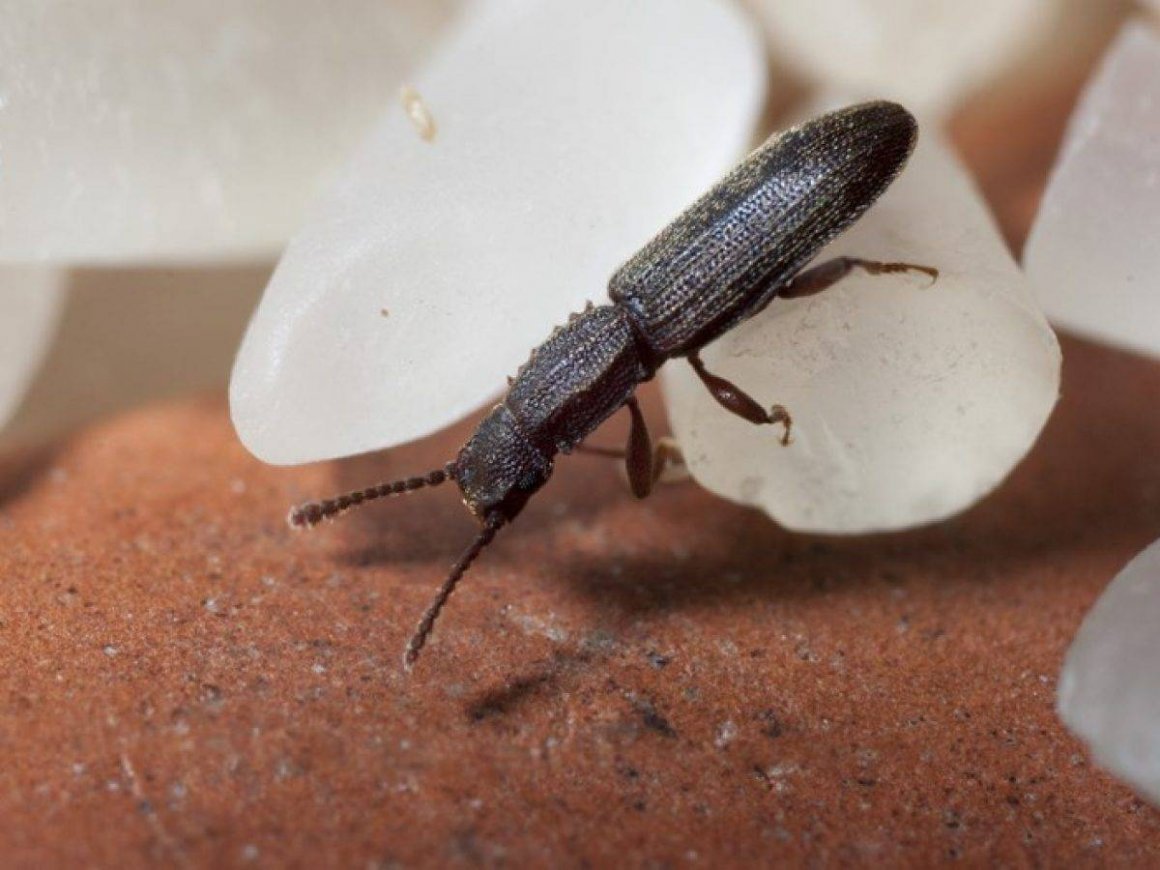 Жучок мукоед