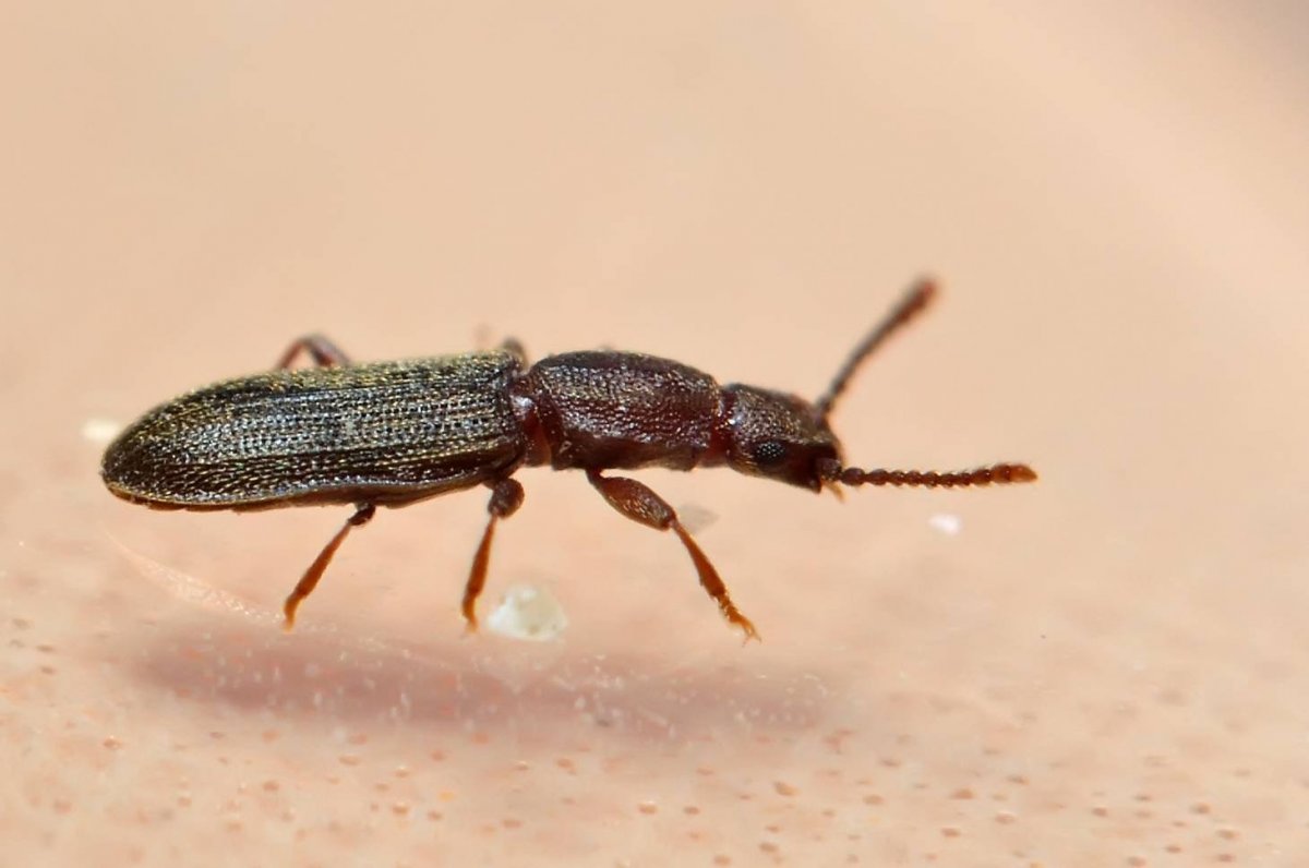 Жук мукоед рыжий