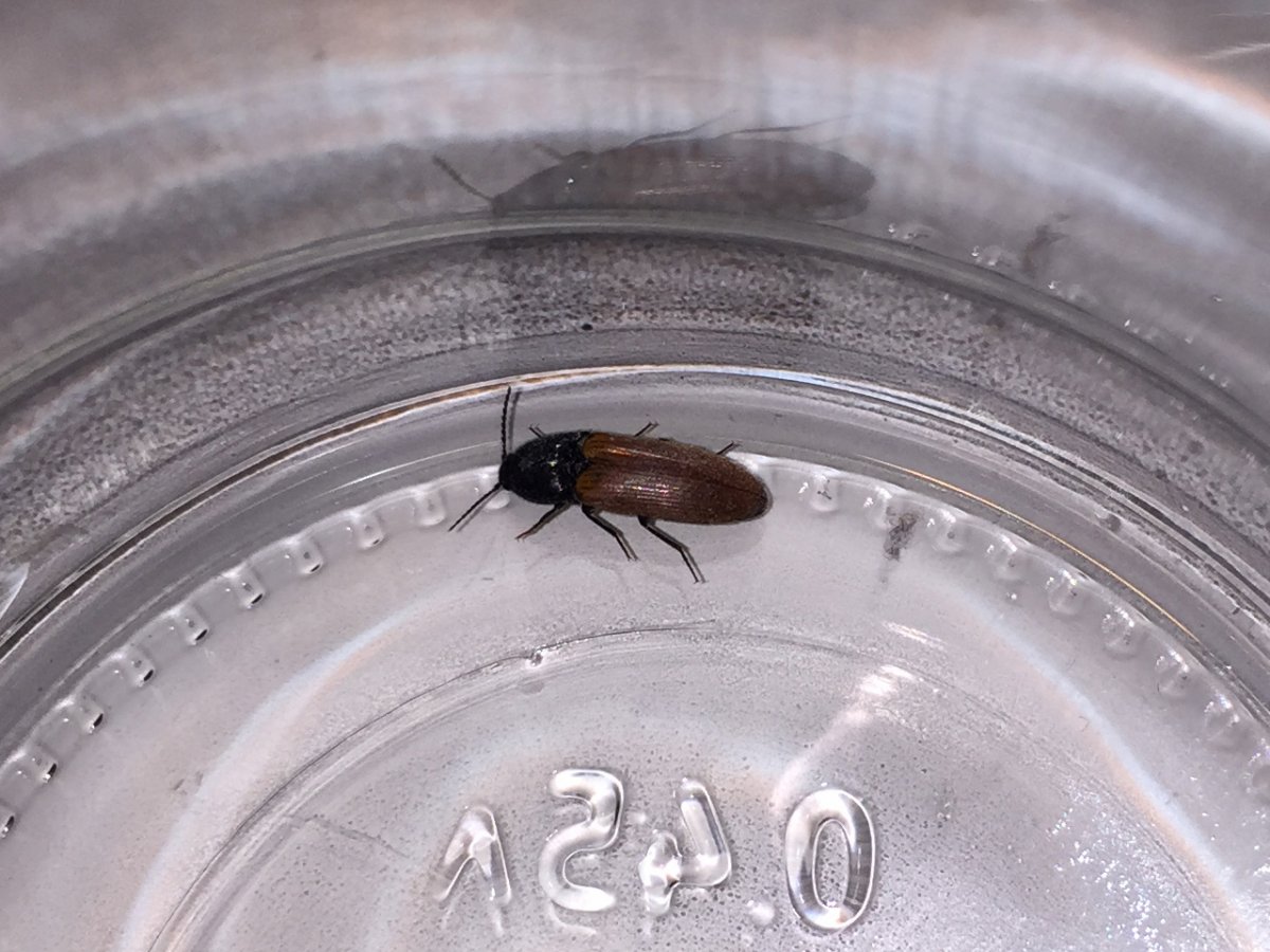 Жук кожеед черный