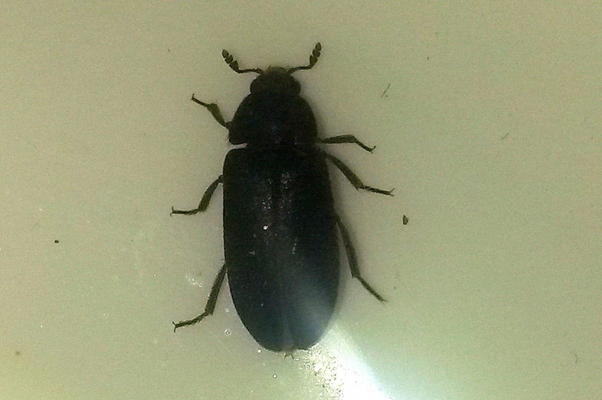 Жук мукоед суринамский