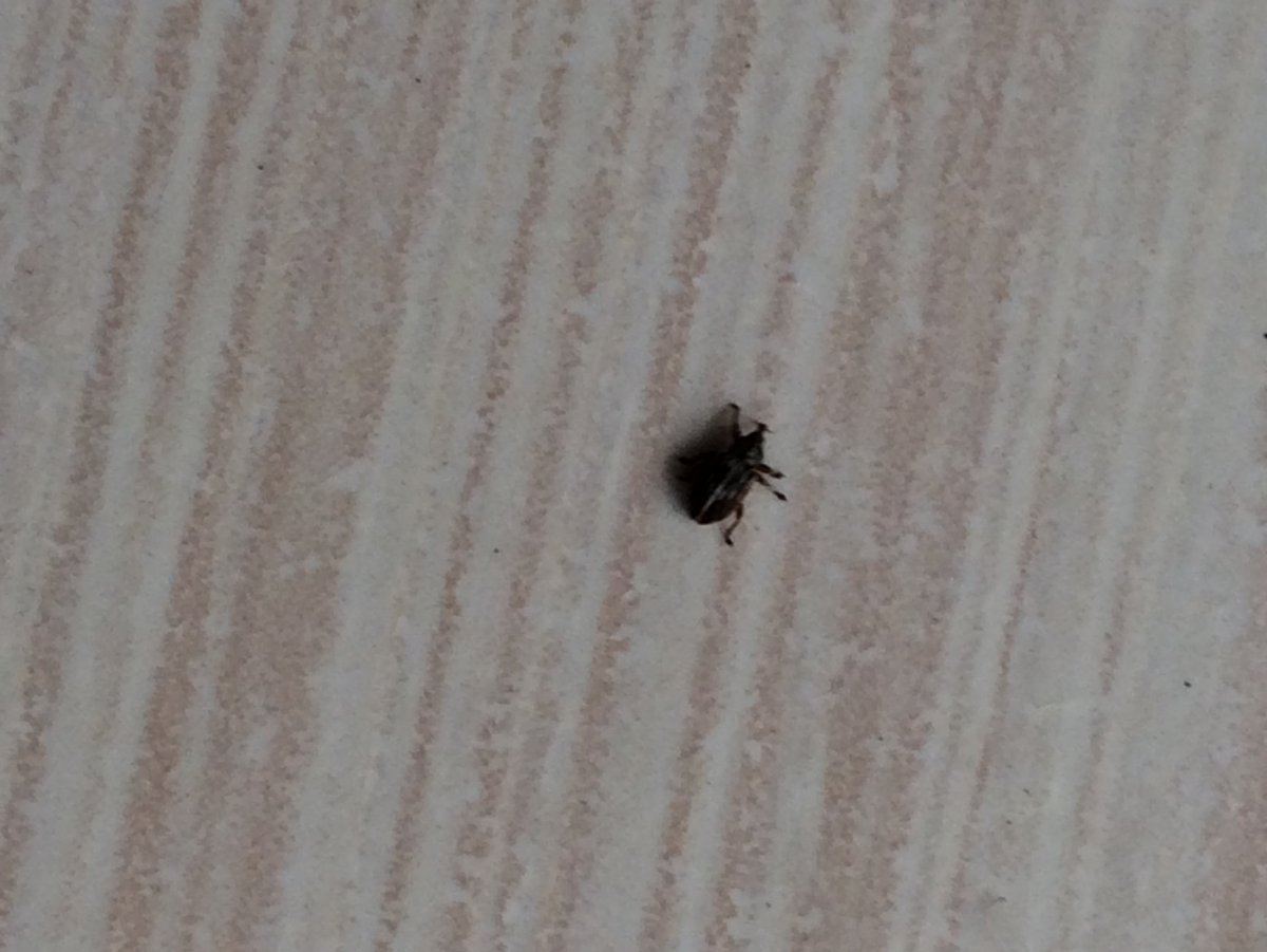 Кровососущие маленькие черные жучки