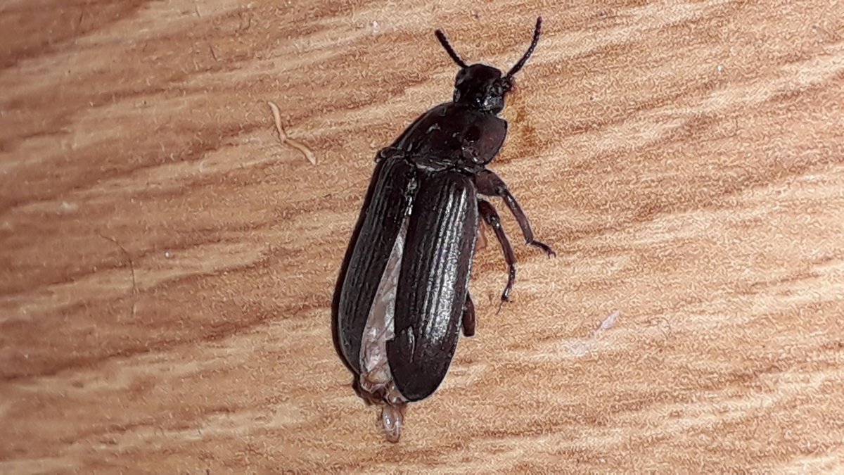 Жук мукоед рыжий