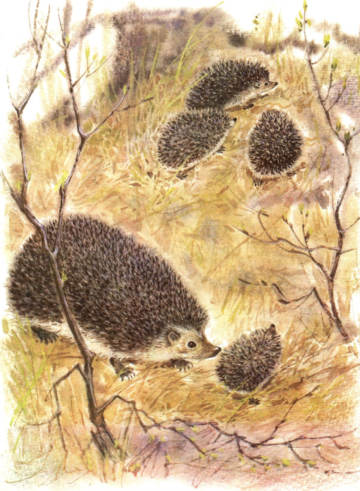 Влюбленные ежики