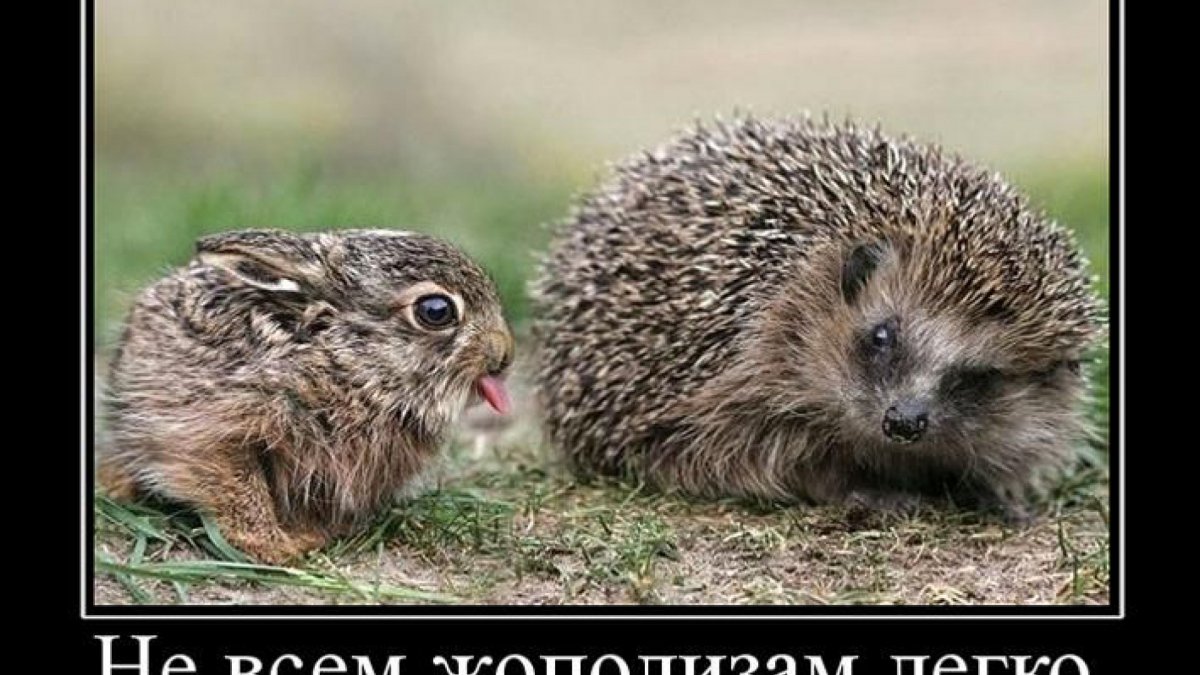 Демотиваторы с ежиками